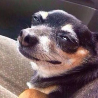 Cachorro