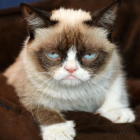 Grumpy Cat