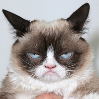 Grumpy Cat
