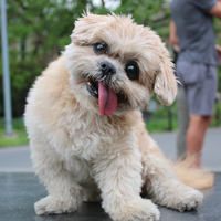 Marnie - Cachorro
