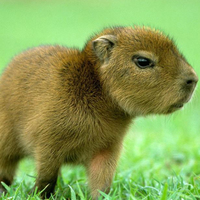 Capivara