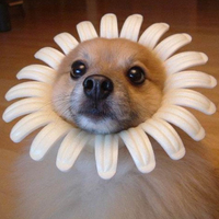 Cachorro Fantasiado