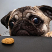 Pug