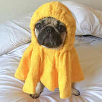 Cachorro